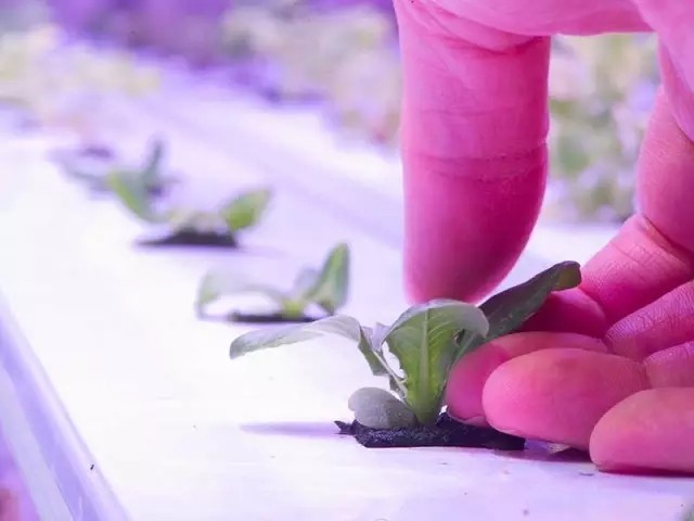 3、LED燈配合水耕技術(shù)在北極圈種菜
