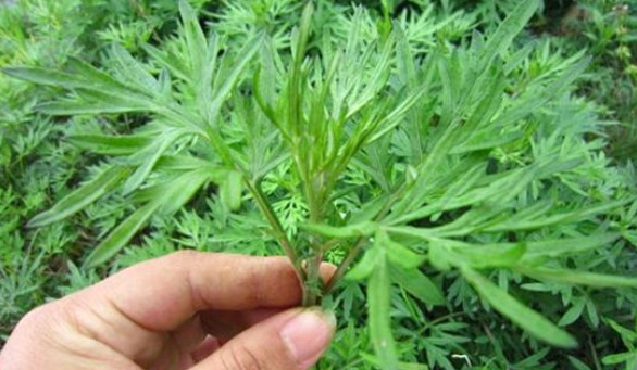 端午節(jié)還在掛艾草？不如試試空氣凈化器